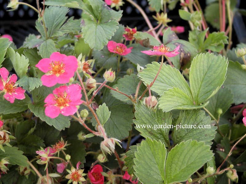 Fragaria 'Stockbolwi' (LIPSTICK)