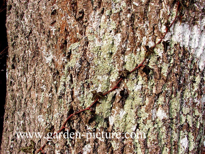 Fraxinus ornus