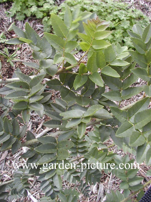 Fraxinus xanthoxyloides dumosa