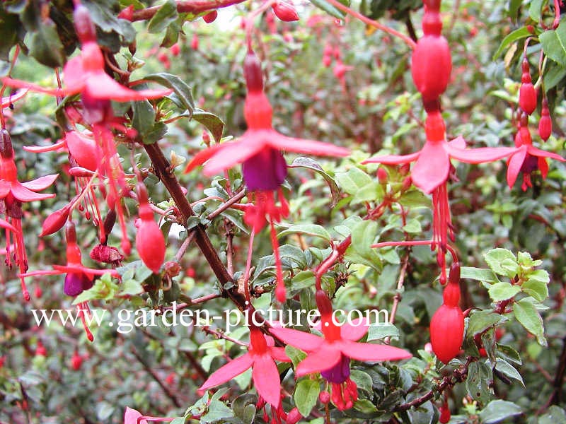 Fuchsia 'Riccartonii'