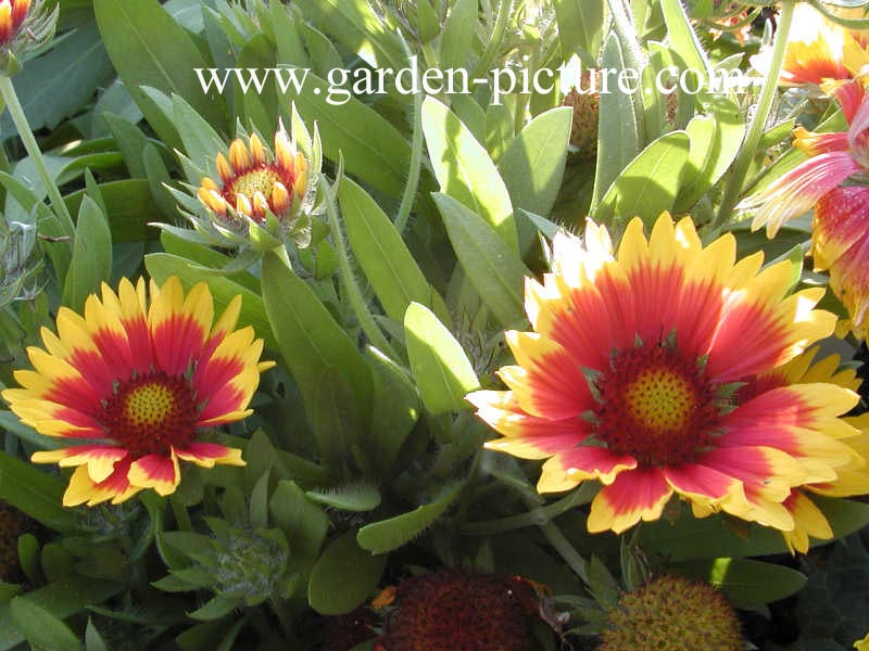 Gaillardia 'Kobold'