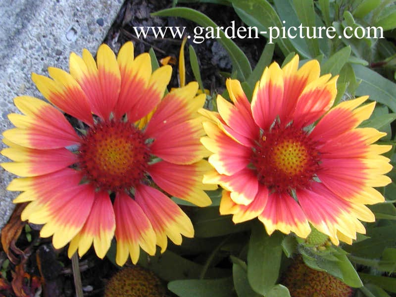 Gaillardia 'Kobold'