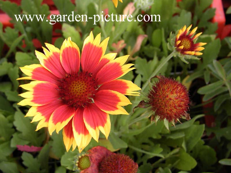 Gaillardia 'Kobold'