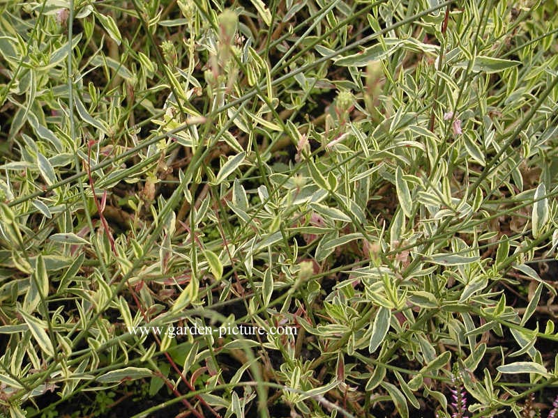 Gaura lindheimeri 'Corrie's Gold'