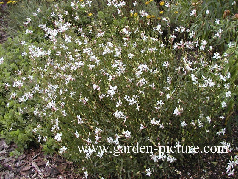 Gaura lindheimeri 'Whirling Butterflies'