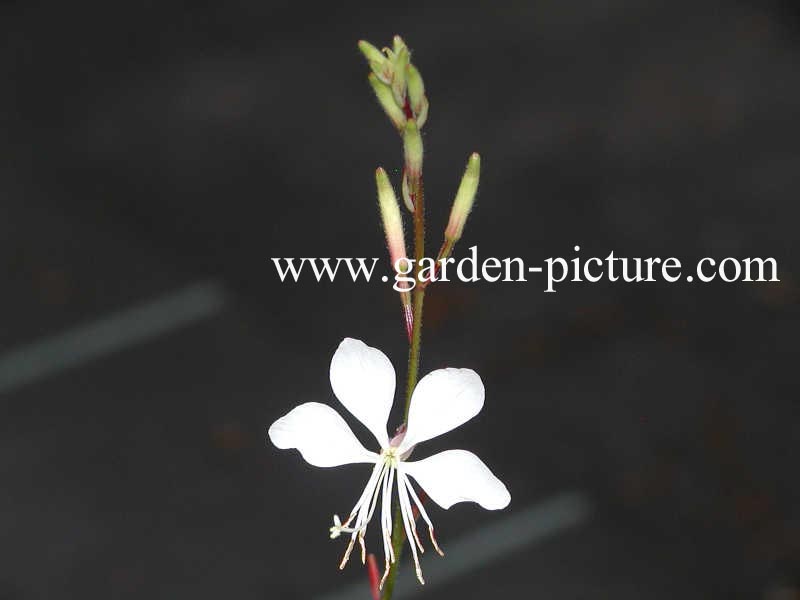 Gaura lindheimeri 'Whirling Butterflies'