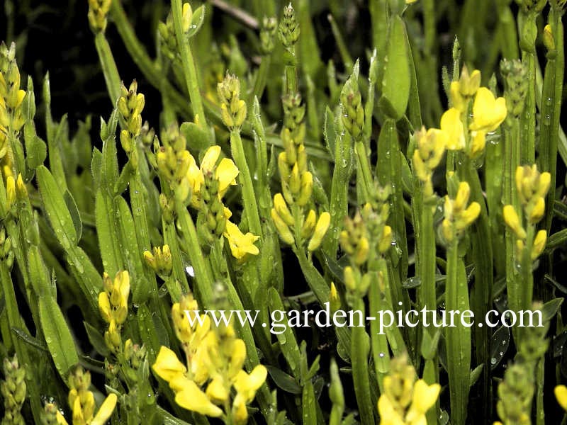 Genista sagittalis