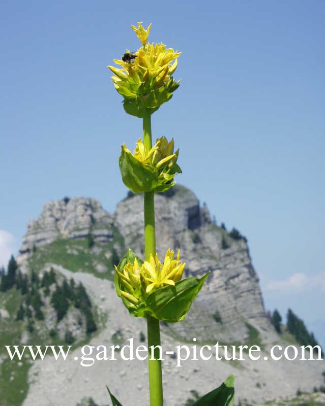 Gentiana lutea