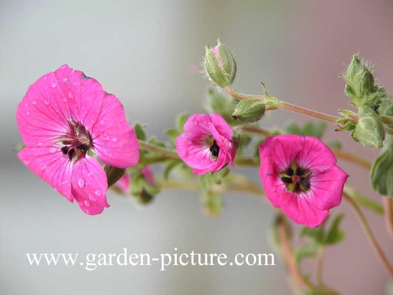 Geranium cinereum 'Splendens'