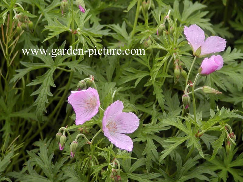 Geranium clarkei 'Kashmir Pink'