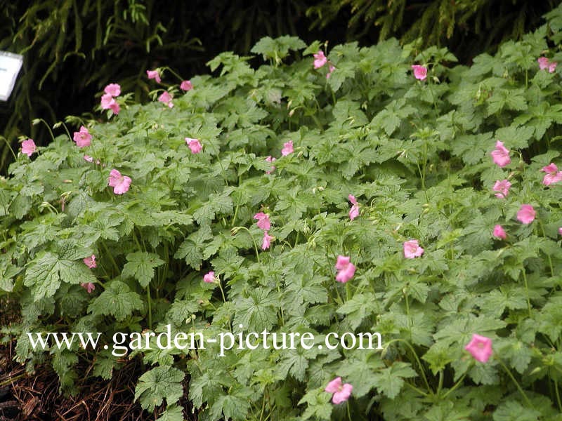 Geranium endressii 'Wargrave Pink'