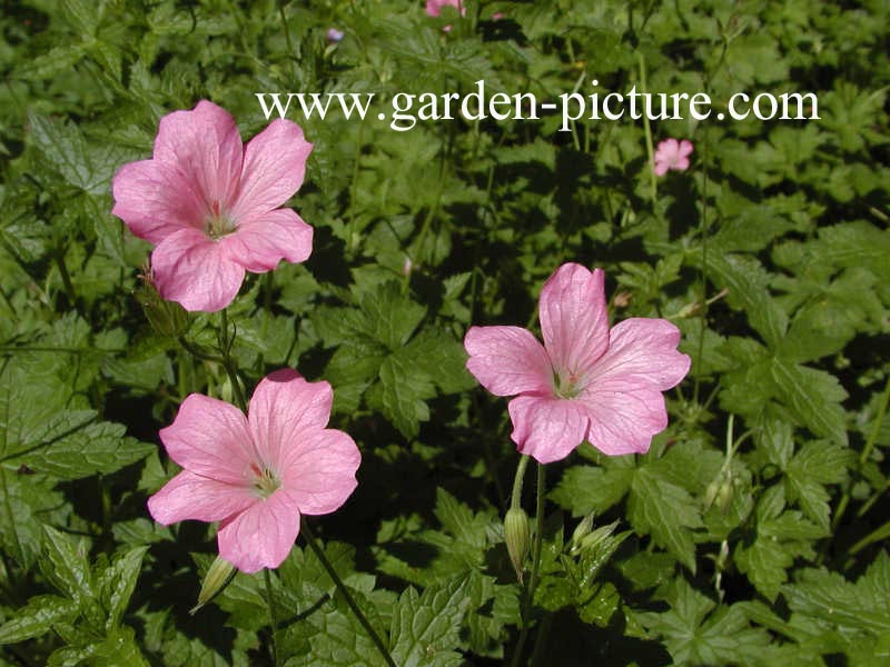 Geranium endressii 'Wargrave Pink'