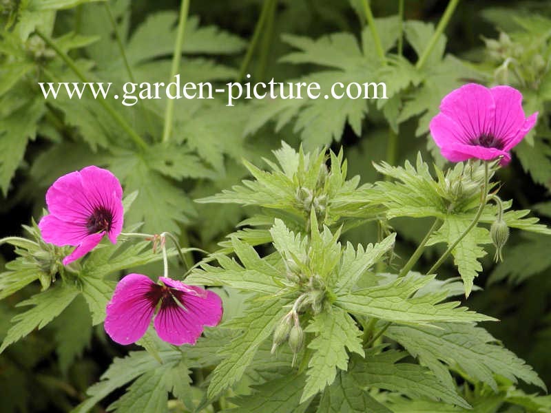 Geranium psilostemon