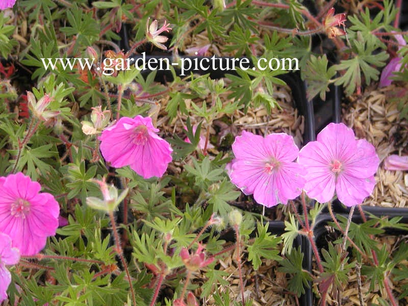 Geranium sanguineum 'Ankum's Pride'