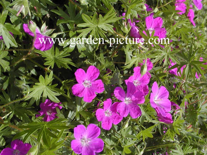 Geranium sanguineum 'Elsbeth'