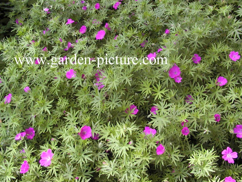 Geranium sanguineum 'Elsbeth'