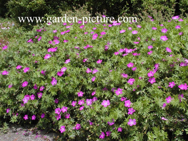 Geranium sanguineum 'Elsbeth'