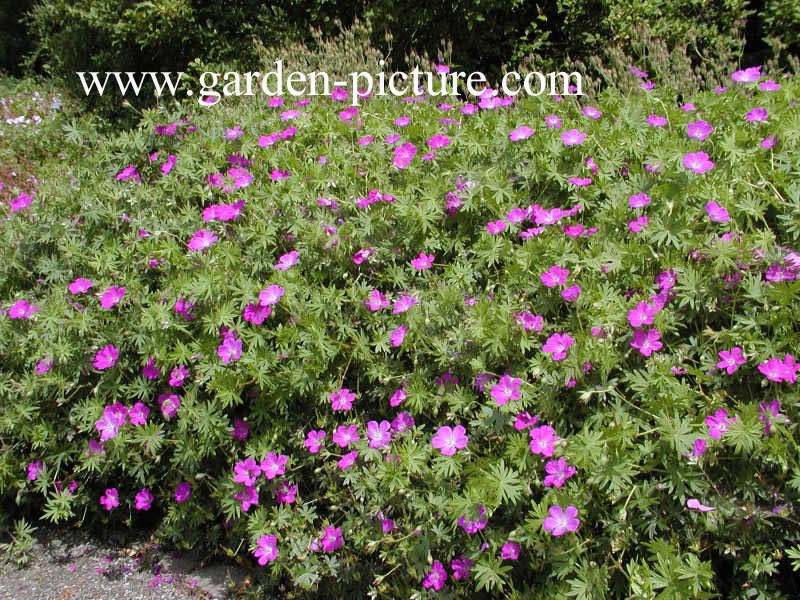 Geranium sanguineum 'Elsbeth'