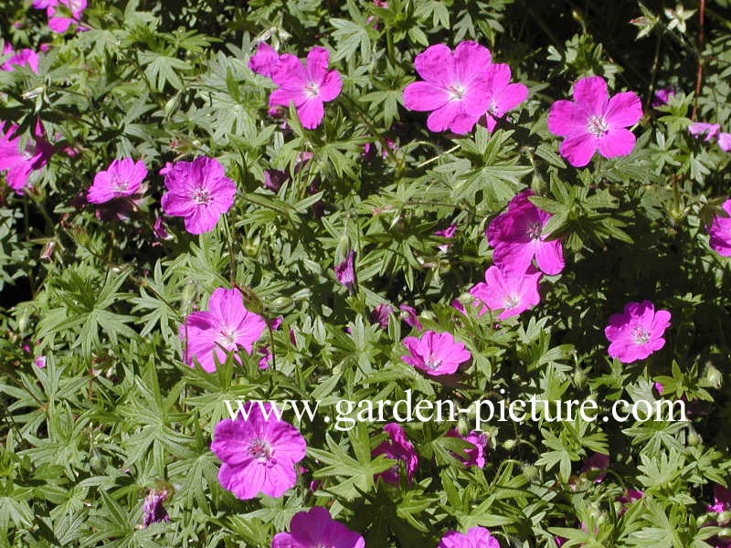 Geranium sanguineum 'Max Frei'