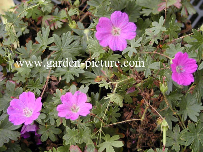 Geranium sanguineum 'Max Frei'