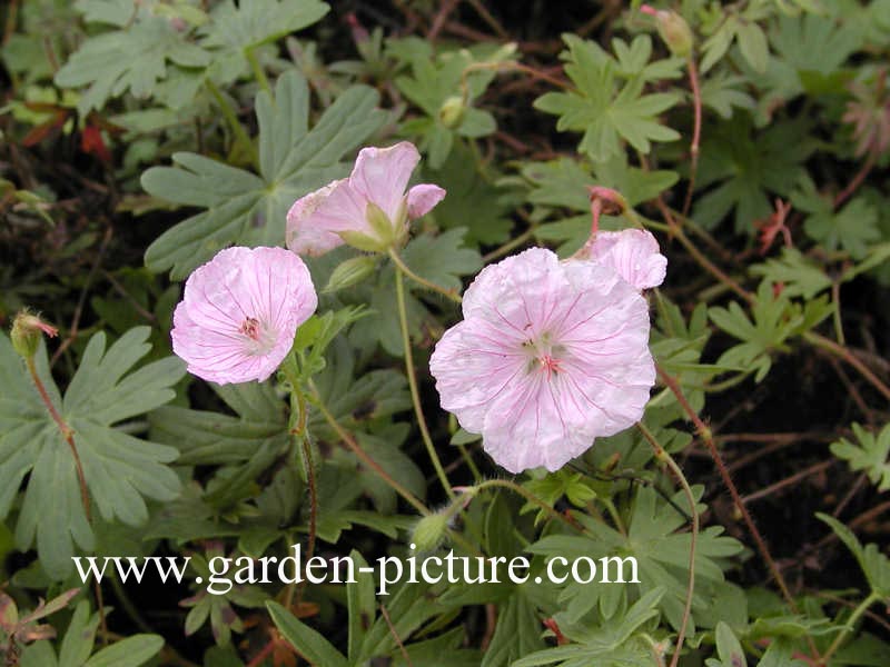 Geranium sanguineum var. striatum