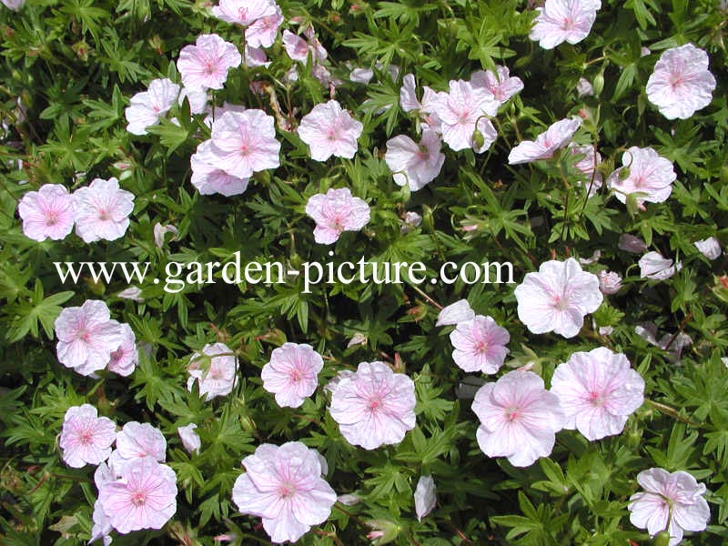 Geranium sanguineum var. striatum