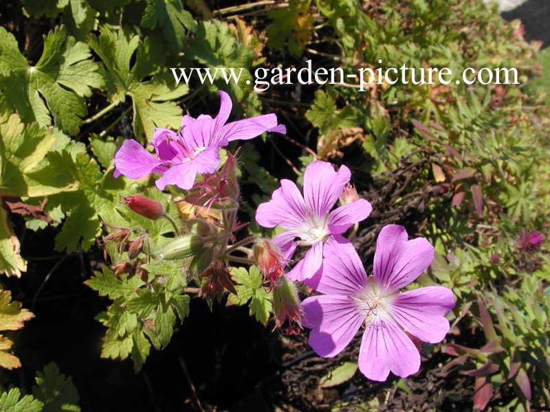 Geranium 'Sirak'