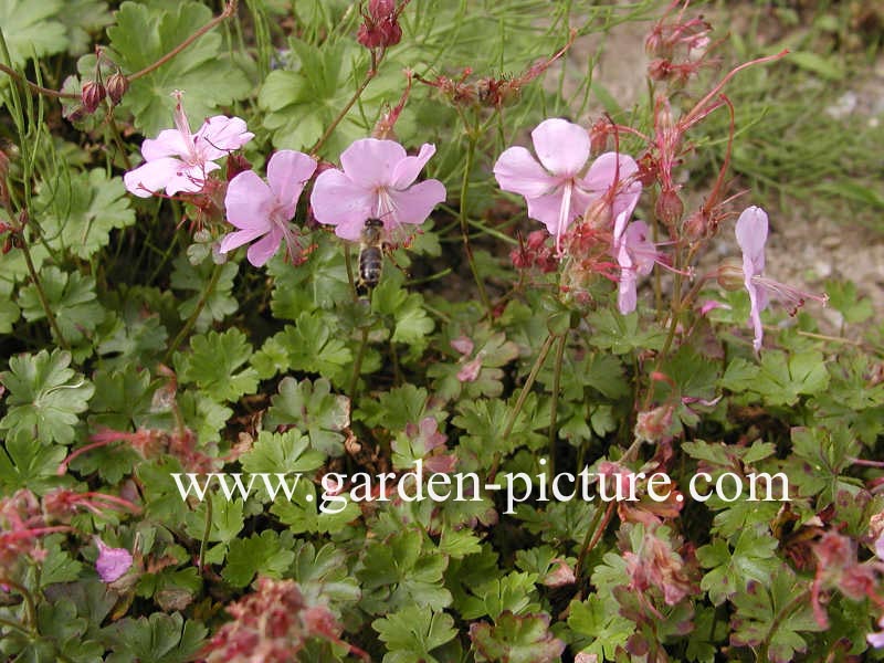 Geranium cantabrigiense 'Karmina'