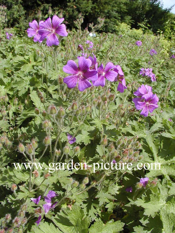 Geranium magnificum