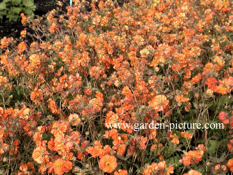 Geum chiloense 'Dolly North'