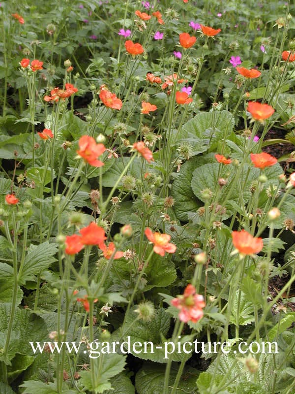 Geum coccineum 'Werner Arends'