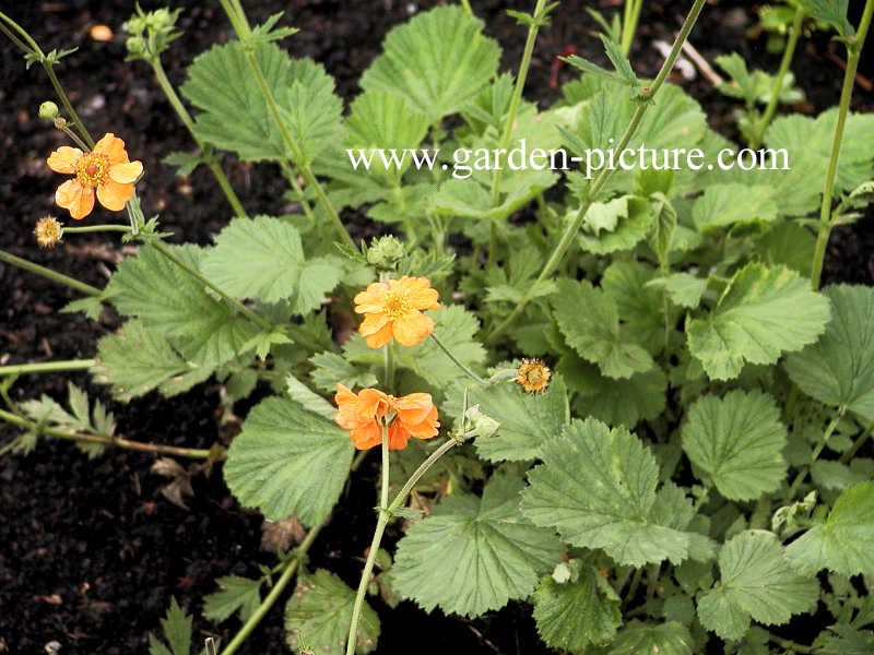 Geum 'Prinses Juliana'