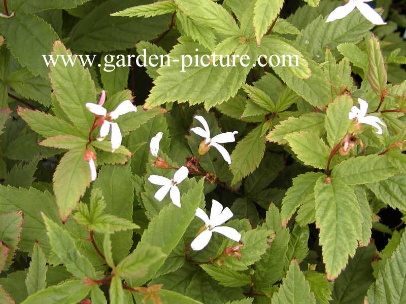 Gillenia trifoliata