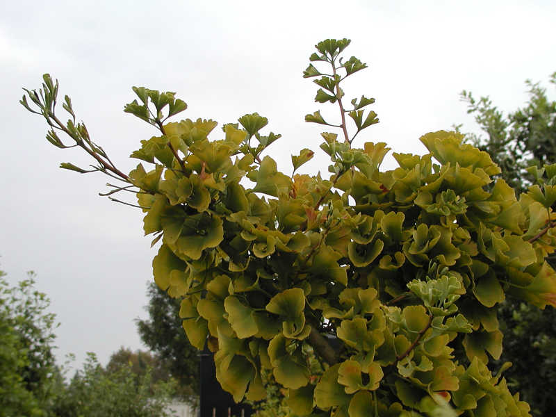 Ginkgo biloba 'Mariken'