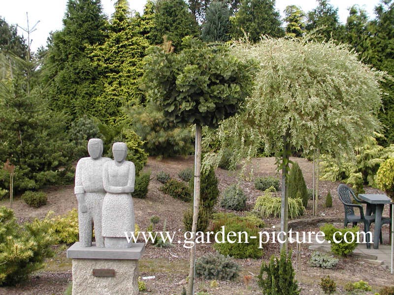 Ginkgo biloba 'Mariken'