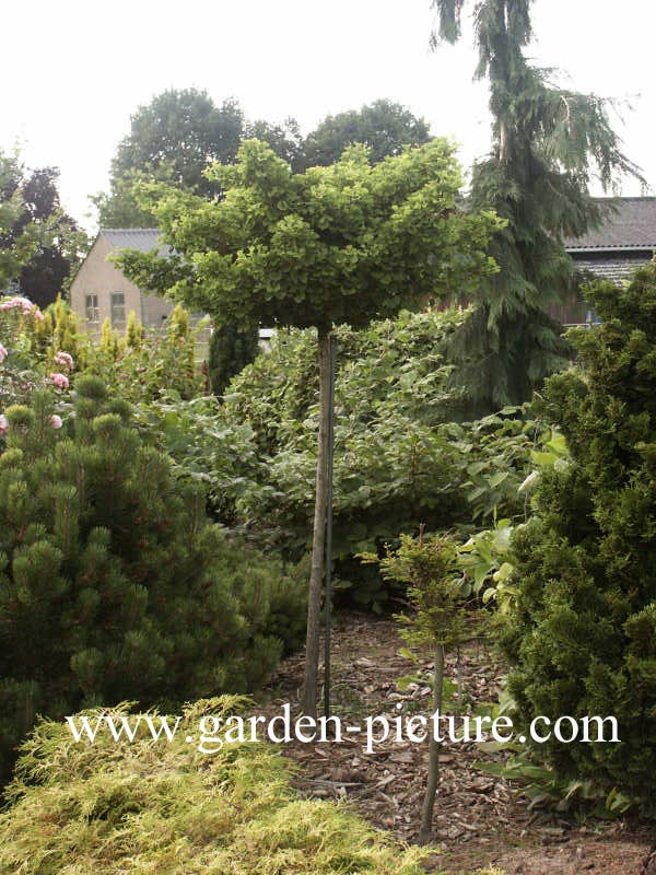 Ginkgo biloba 'Mariken'