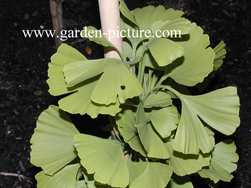 Ginkgo biloba 'Princeton Sentry'