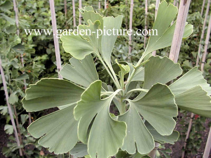 Ginkgo biloba 'Princeton Sentry'