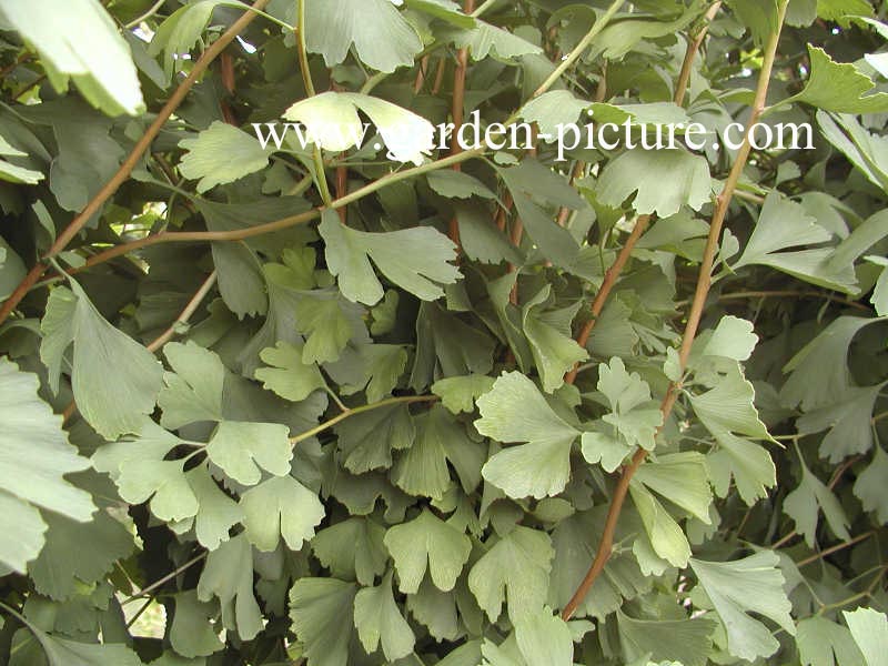 Ginkgo biloba 'Tit'