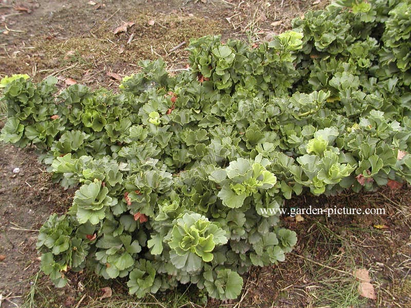 Ginkgo biloba 'Troll'