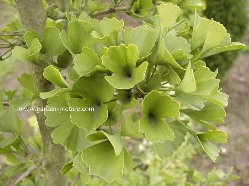 Ginkgo biloba 'Troll'