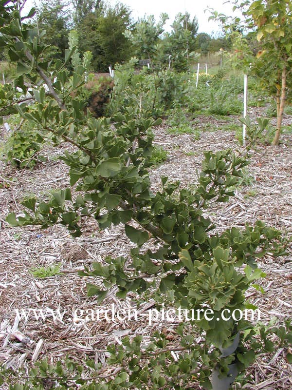 Ginkgo biloba 'Tubifolia'