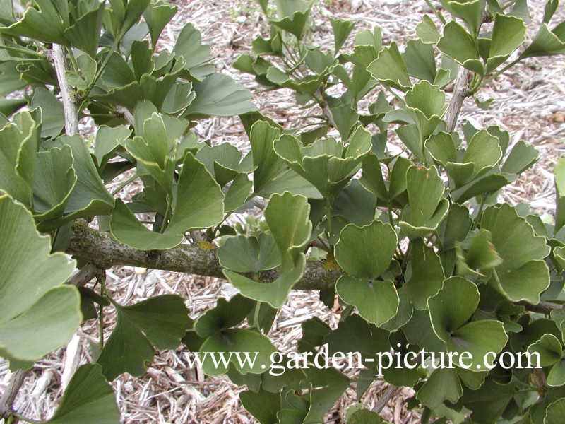 Ginkgo biloba 'Tubifolia'