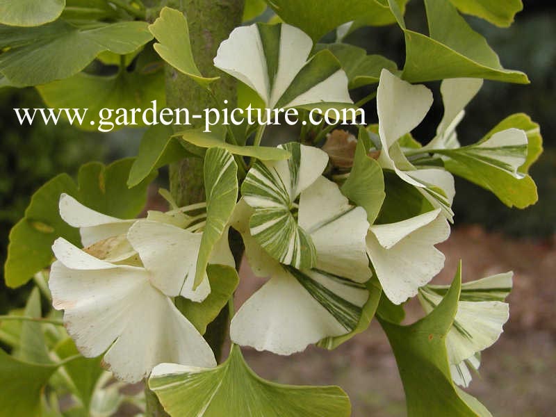 Ginkgo biloba 'Variegata'