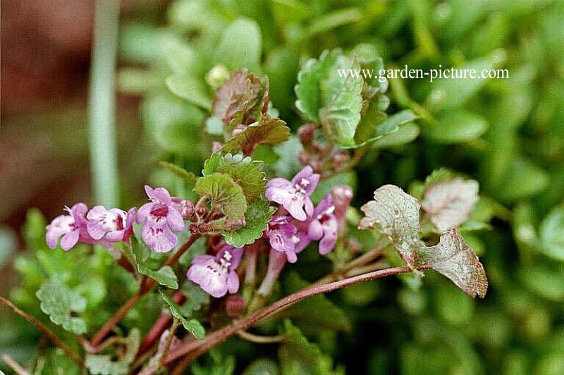 Glechoma hederacea