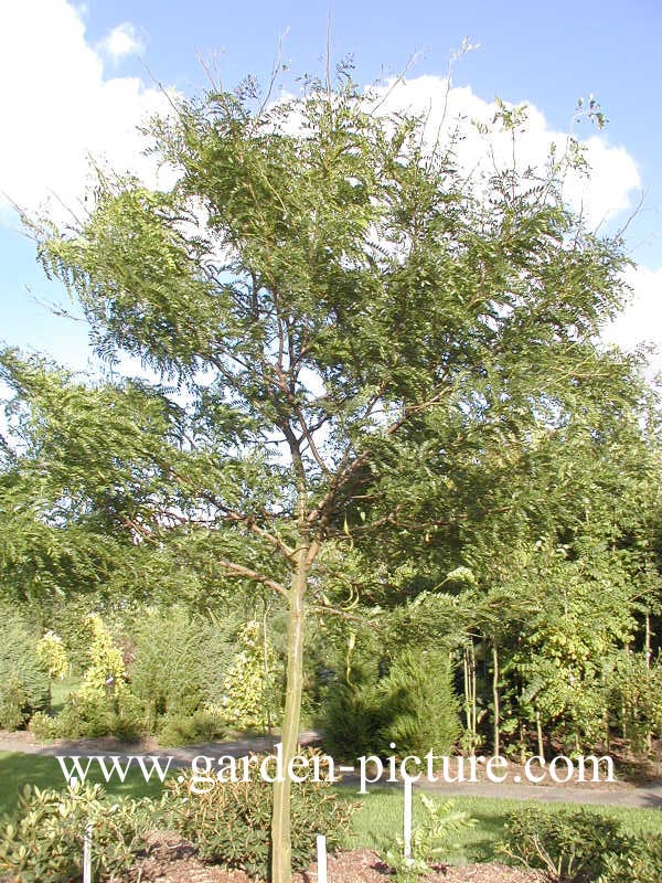 Gleditsia triacanthos 'Elegantissima'