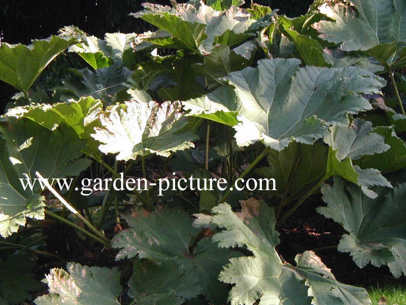 Gunnera manicata