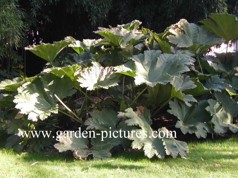 Gunnera manicata