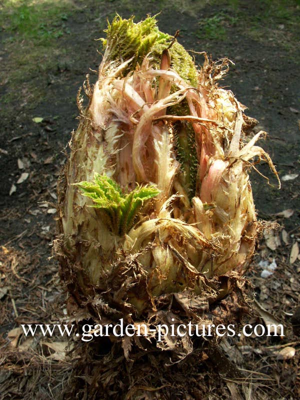 Gunnera manicata