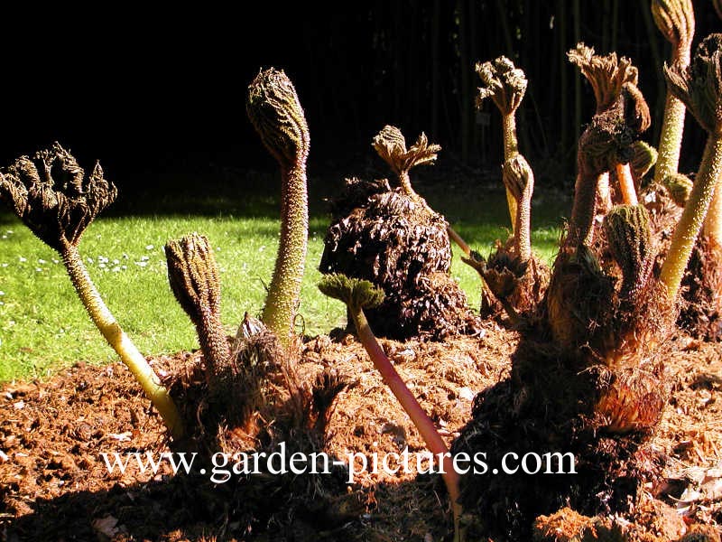 Gunnera manicata